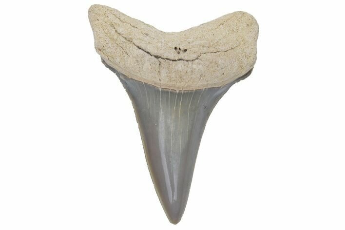 Fossil Mako Tooth - Lee Creek (Aurora), NC #220208